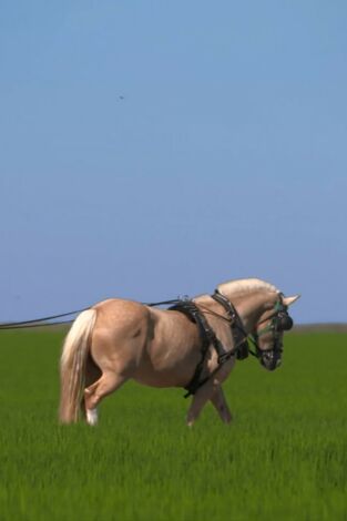 Al sur del tiempo. Al sur del tiempo: Pontones, caminando con ovejas (Jaén)