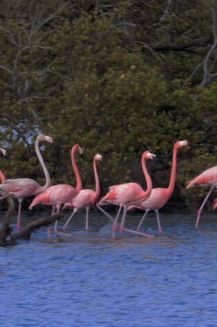 Imperios del reino animal. Imperios del reino animal: Reconstruir un imperio