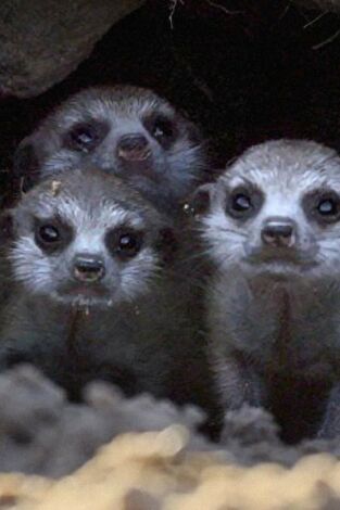 Iconos de la Vida Silvestre. Iconos de la Vida...: Grandes felinos de África