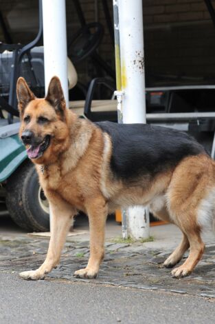 Rex, un policía diferente