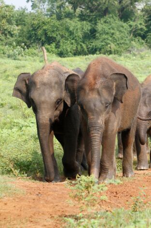 Sri Lanka, la isla de los elefantes