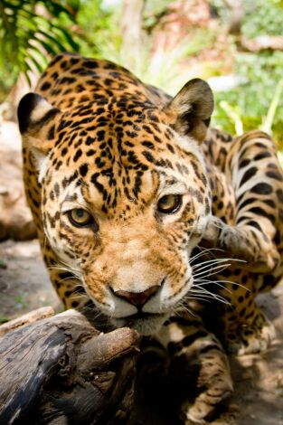 The  y el dinosaurio gigante. The  y el dinosaurio...: Aves de presa