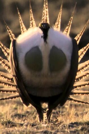 Los grandes bailarines de la naturaleza. Los grandes bailarines...: La danza por la vida