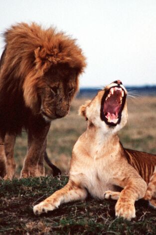 Batallas salvajes: batallas de leones