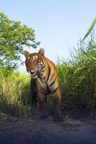 Expedición tigre. T(T1). Expedición tigre (T1): Ep.3