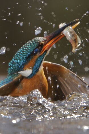 Wye: voces desde el valle