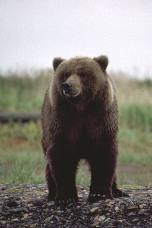 Los osos polares y los osos pardos: osos en lo más alto del planeta