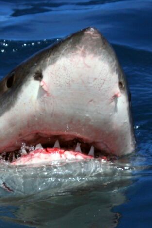 Gran tiburón blanco: una leyenda viviente