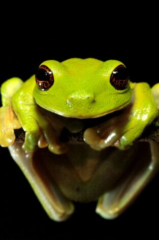 Expedición Nueva Guinea. Expedición Nueva Guinea: Ep.3