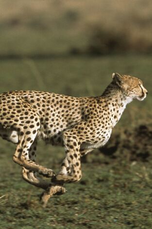 Diario de los grandes felinos. Diario de los grandes felinos: Ep.3