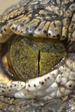 La invasión de los cocodrilos