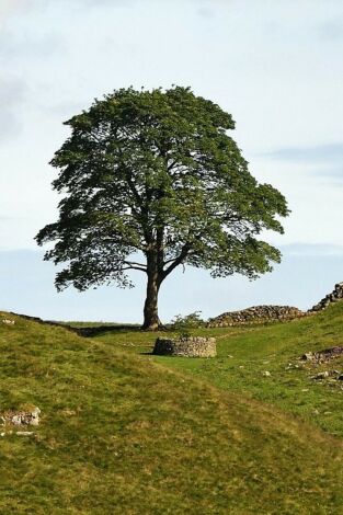 The Sycamore Gap: From Roots to Ruin