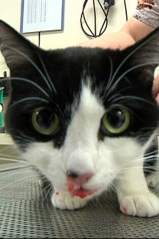 Veterinaris. T(T7). Veterinaris (T7): Ep.3