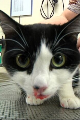 Veterinaris. T(T7). Veterinaris (T7): Ep.6