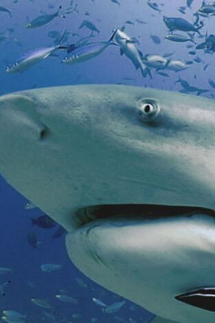 Expedition Unknown: Megalodon