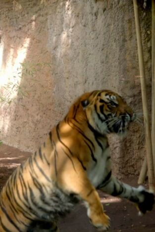 Crónicas del zoo. T(T1). Crónicas del zoo (T1): Ep.3 