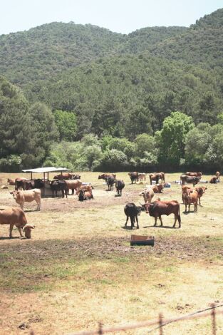Granjas en acción. T(T1). Granjas en acción (T1): Ep.2