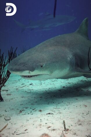 Tiburón: a la caza de Colossus