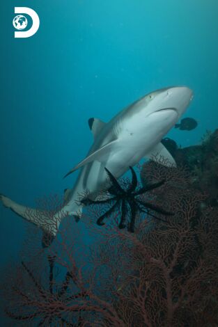 Sharkzilla ataca Nueva York