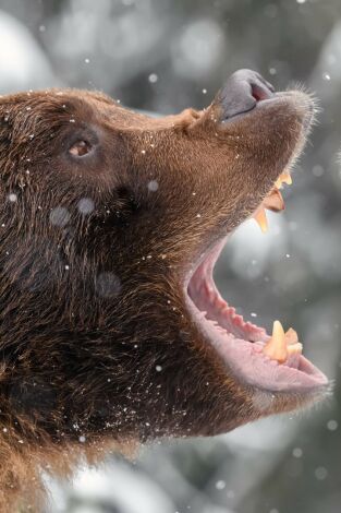 Rumanía, el embrujo de la caza salvaje