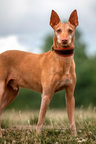 Podencos a pelo y a pluma