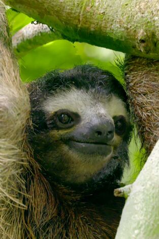 Hotspots. Hotspots: Madagascar