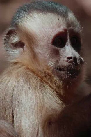 Wild LATAM. Wild LATAM: El Amazonas