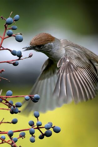 Belleza y seducción en la naturaleza. Belleza y seducción...: Los lazos invisibles de la seducción