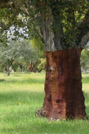 El bosque protector. El bosque protector: Villuercas: Bosques singulares