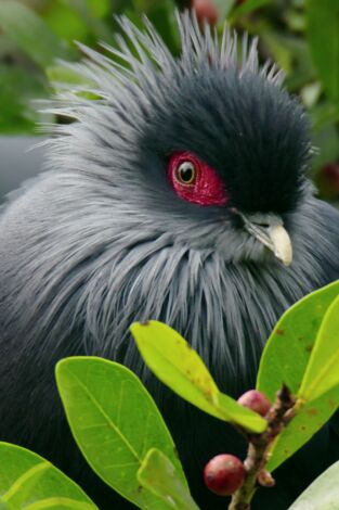Planeta selva. Planeta selva 