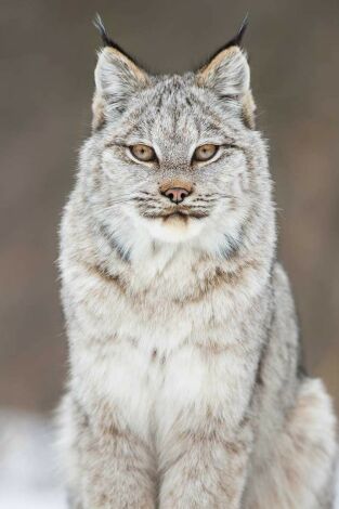 L'any de la natura canadenca. L'any de la natura...: Tardor