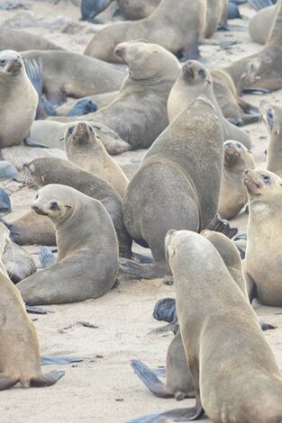 Focas. Unos mamíferos con mucho carácter