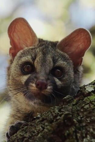 Los habitantes ocultos de Sierra Morena