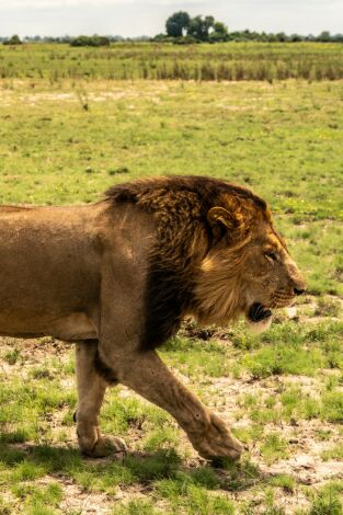 Okavango: el riu dels somnis. Okavango: el riu...: Paradís