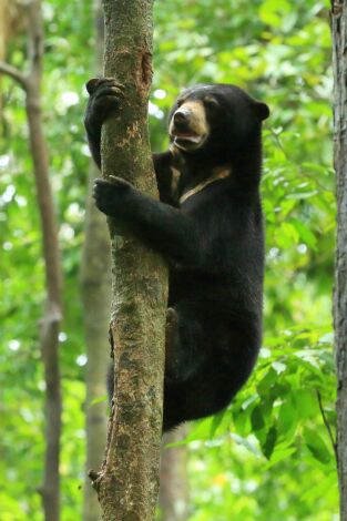 Borneo: El edén ancestral de la Tierra