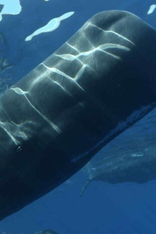 Cachalotes: gigantes del mar