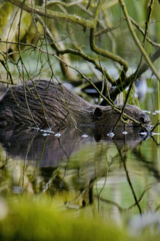Estructuras animales