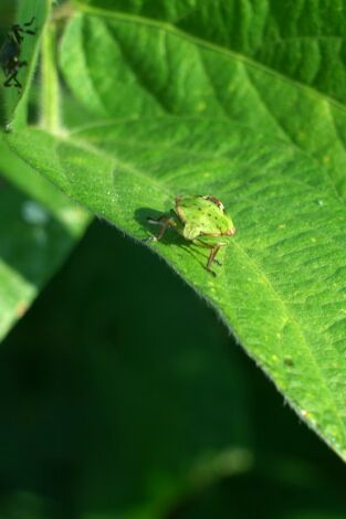 Insecticidas, licencia para matar