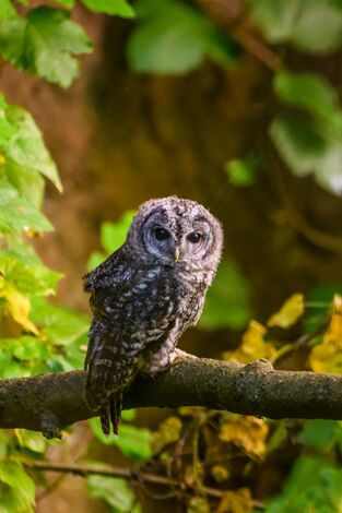 La Jayona un Nuevo Mundo Enterrado