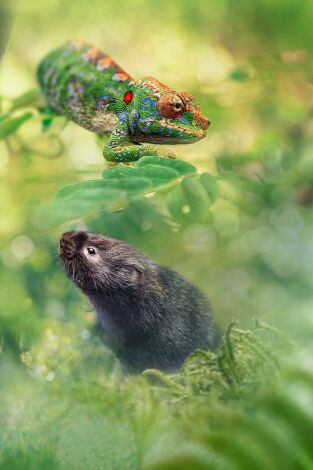 Pequeños viajes animales. Pequeños viajes animales: Supervivencia