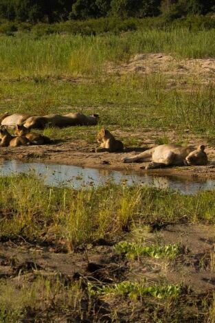 La vida en los ríos de África. La vida en los ríos...: Rio Sand