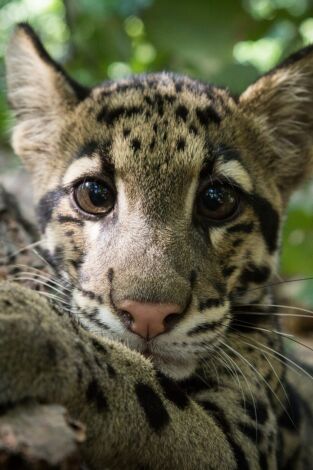 Un día en la naturaleza. Un día en la naturaleza: El día de las madres mas letales de la India y Sri Lanka