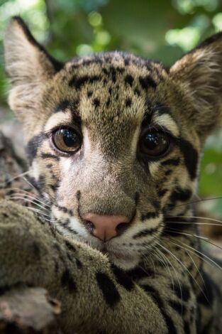 Del amanecer al crepúsculo. Del amanecer al...: Arabia: El reino del sol