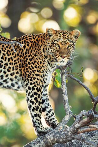 Els contes africans de la Maleika: Sobreviure al Kalahari