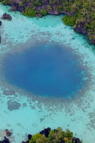 El círculo mágico del arrecife. El círculo mágico...: Los seres pelágicos: Comer y nadar