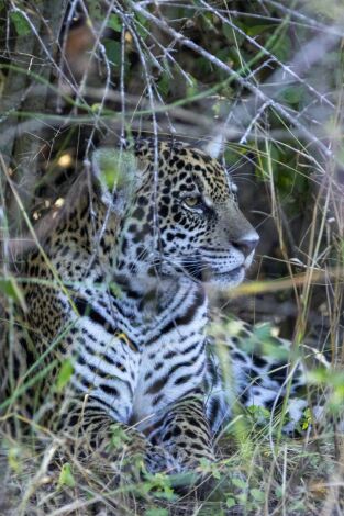 Nacido para ser salvaje. Nacido para ser salvaje: Thiago, el pequeño coatí