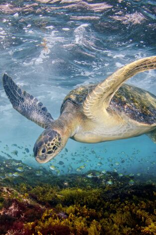 El Mediterráneo, la vida bajo el asedio. El Mediterráneo, la...: La odisea por una nueva vida