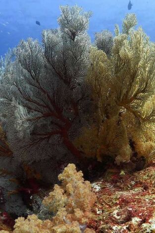 Mares supremos. Mares supremos: Tiburones