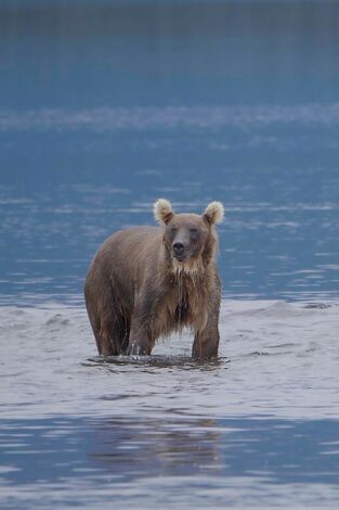 Los osos gigantes de Alaska