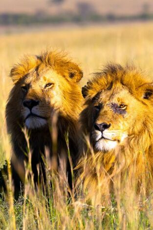 La hermandad de los leones. La hermandad de los leones 